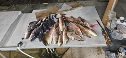 Hooked on Bowfishing in Lafitte!